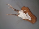 Diverse horn.