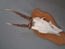 Diverse horn.