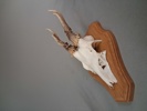 Diverse horn.