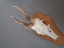 Diverse horn.