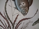 4 Mattallrikar. "Fish". Johnson Bros. Design 2, 3, 4 & 7.