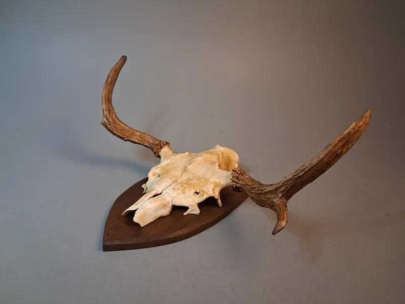 Älghorn. jakttrofé. Mellan horn.