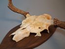 Älghorn. jakttrofé. Mellan horn.