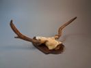 Älghorn. jakttrofé. Mellan horn.