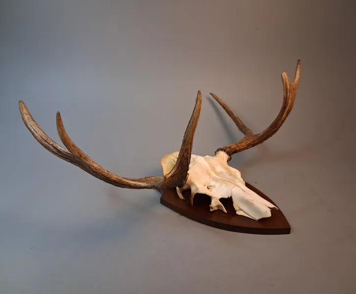 Älghorn. Jakttrofé. Mellan horn.