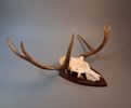 Älghorn. Jakttrofé. Mellan horn.