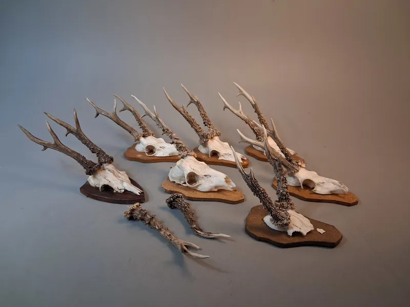 Jakttrofeer, 7+2 horn.