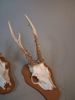 Jakttrofeer, 7+2 horn.