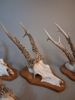 Jakttrofeer, 7+2 horn.