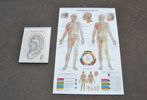 2 Affischer. Medicinskt öra Kina & Body Acupuncture.