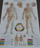 2 Affischer. Medicinskt öra Kina & Body Acupuncture.