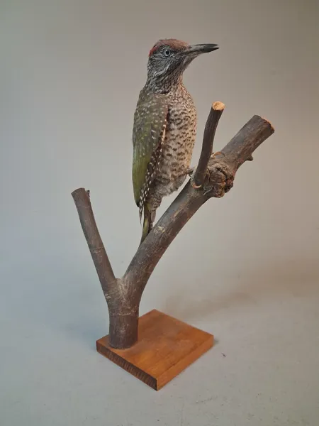 Taxidermi, Uppstoppad fågel, Gröngöling.