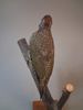 Taxidermi, Uppstoppad fågel, Gröngöling.