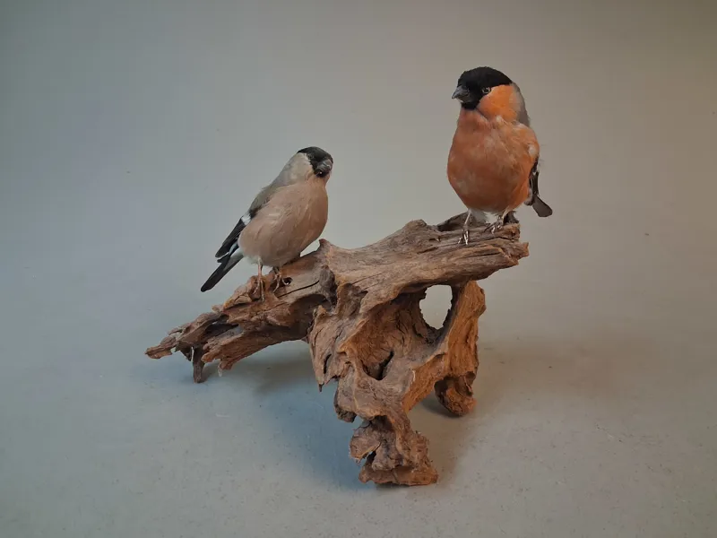 Taxidermi, Uppstoppad fågel. Domherrar på rot.