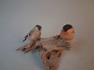 Taxidermi, Uppstoppad fågel. Domherrar på rot.