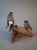 Taxidermi, Uppstoppad fågel. Domherrar på rot.