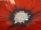 MATS JONASSON. Skål, "Poppy", Målerås.