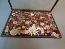 Diverse pins & majblommor.