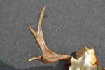 Älghorn.